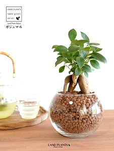 yk͔|z ܂ ij{[^ KXe nCh{[ AiA΁j ynChEĕzH1003 K̎ 삪h KW} KX Ԋ ԕr x[X FCX 