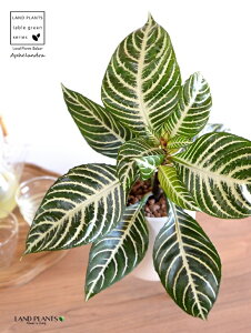 �y���J�o�[�z �A�t�F�����h���i�X�N�A���T�E�_�j�A�j �A�C�A���X�^���h�t�� ������ ���픫 ���F S�T�C�Y �y�n�C�h���E��ĕ��E���Ȃ��z �L�����E�{�N �L�c�l�m�}�S �A�t�F�����h���X�N�A