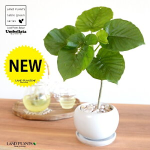 ウンベラータ(1本立ち曲がり)白色 丸型 陶器鉢 【黄色小石・受皿・育て方】 フィカスウンベラータ 鉢 鉢植え 植木鉢 陶器 焼物 苗 苗木 ウンダベータ ウランベータ 白 ホワイト 丸 ボール