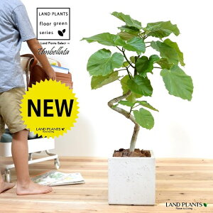 Ex[^i3DJ[uȂj F t@Co[ L[u^ 픫 yo[N`bvEMEĕz ϗt ϗtA ^ A  c c A A  zCg  lp ` 