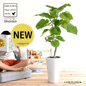 Ex[^i3DJ[uȂj F X 픫 ysN΁EMEĕz tBJXEx[^ `@8@zjɑlC@ȂEEx[^@P@n[g