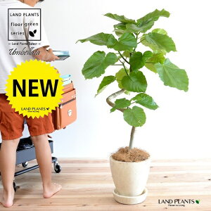 Ex[^i3DJ[uȂj N[F GbO^ Eh 픫 yRRt@Co[EMEĕz ϗt ϗtA ^ A  c c A A  x[W Eh  