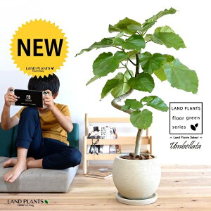 ウンベラータ(3Dカーブ曲がり) ぽってり スタイリッシュ 陶器鉢 クリーム色 【バークチップ・受皿・育て方】 観葉 観葉植物 大型 鉢植え 鉢 苗 苗木 植木 鉢植え 室内 ベージュ ラウンド