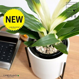 yJo[z NFIgiڂ́j ACAX^ht  픫 F STCY yVRӐ΁EȂz _Ig Lc ji N ^ ^Abv N 