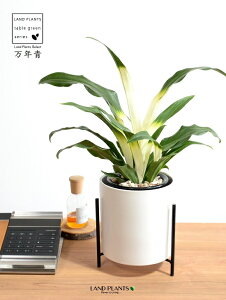 yJo[z NFIgiڂ́j ACAX^ht  픫 F STCY yVRӐ΁EȂz _Ig Lc ji N ^ ^Abv N 