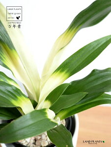 【鉢カバー】 万年青:オモト(あけぼの) アイアンスタンド付き 艶消し 陶器鉢 白色 Sサイズ 【天然砕石・穴なし】 モダンオモト 有田おもと 御祝い品 縁起物 金運 金運アップ 万年青曙 曙