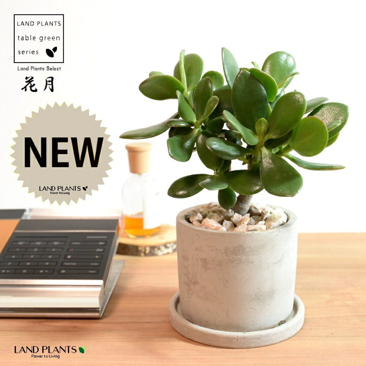 楽天市場】カネノナルキ（花月：カゲツ） セメント製 シリンダー型 