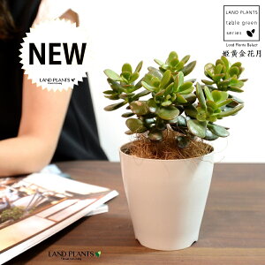 yz JlmiLiPԌFqIESJQcj 4 vX`bN F yRRt@Co[z NbX |cPA A   ̂Ȃ t`xjxPC 