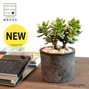 yz JlmiLiPԌFqIESJQcj F X|bg V_[^ 픫 yVRӐ΁Eĕz NbX |cPA A   ̂Ȃ t`