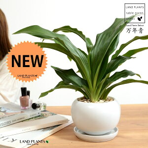 万年青:オモト(有田:宗石) 白色 大丸 陶器鉢 【天然砕石・受皿】 モダンオモト 有田おもと 縁起物 金運 金運アップ 万年青 おもと スズラン 吉草 長寿草 花壇綱目 アリタ アリタオモト