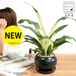 観葉植物 万年青の人気商品 通販 価格比較 価格 Com