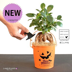 【鉢カバー】 ガジュマル(幹太) 帽子型フェルトクリップ付 ハロウィン ブリキポット Sサイズ 【ココファイバー・育て方】 幸福をもたらす 多幸の樹 精霊 がじゅまるの木 鉢植え 鉢 バケ