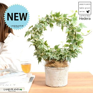 ACr[iOdj F X|bg V_[^ 픫 yRRt@Co[Eĕz zCg wf Ld^ ؒӑ   Aؔ f eRb^ N[