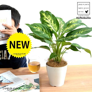 yz fBtFoLAiRpN^[j 4 vX`bN F yRRt@Co[z zCg fwoLA fwRpN^[ fBtFoLARpN^[ v vX`