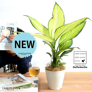 yz fBtFoLAitBW[j 4 vX`bN F yRRt@Co[z zCg fwoLA fwRtBW[ fBtFoLAtBW[ v vX`bN ϗt