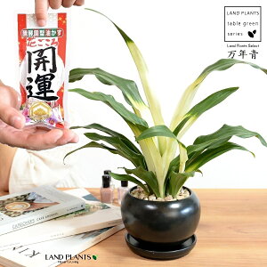 万年青の通販 価格比較 価格 Com