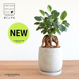 KW}ij Zg hbv^ 픫 STCY ynCh{[EMz ܂̖ ܂ K炷 K̎  A  ۔  RN[g O[ 