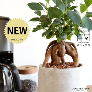 KW}ij Zg hbv^ 픫 STCY ynCh{[EMz ܂̖ ܂ K炷 K̎  A  ۔  RN[g O[ 