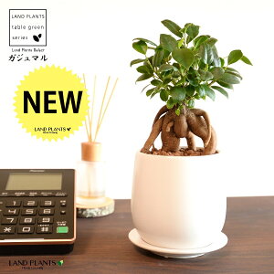 KW}ij Fhbv^ 픫 STCY ynCh{[EMzKW} K炷 K̎  ܂̖ A  ۔ Eh zCg  }bg 