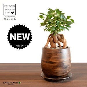 KW}ij Ebh yCg픫 STCY yVRӐ΁EMz ܂̖ KW} K炷 K̎  A  ۔  uE F   EH[