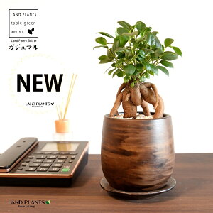 KW}ij Ebh yCg픫 STCY yVRӐ΁EMz ܂̖ KW} K炷 K̎  A  ۔  uE F   EH[