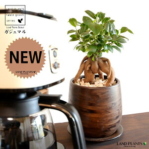 KW}ij Ebh yCg픫 STCY yVRӐ΁EMz ܂̖ KW} K炷 K̎  A  ۔  uE F   EH[