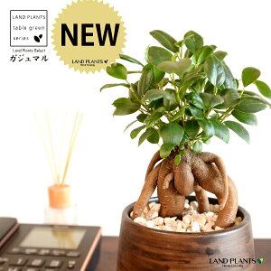 KW}ij Ebh yCg픫 STCY yVRӐ΁EMz ܂̖ KW} K炷 K̎  A  ۔  uE F   EH[