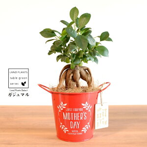 KW}ij Motherfs day uL oPc ԐF ؐv[gt y̓Mtg v[gz ܂̖ KW} K炷 K̎   bh F IW 