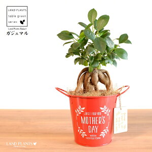 KW}ij Motherfs day uL oPc ԐF ؐv[gt y̓Mtg v[gz ܂̖ KW} K炷 K̎   bh F IW 