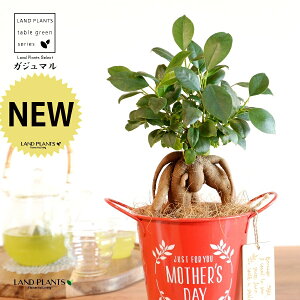 KW}ij Motherfs day uL oPc ԐF ؐv[gt y̓Mtg v[gz ܂̖ KW} K炷 K̎   bh F IW 