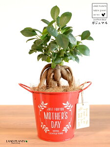 KW}ij Motherfs day uL oPc ԐF ؐv[gt y̓Mtg v[gz ܂̖ KW} K炷 K̎   bh F IW 