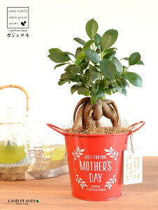 KW}ij Motherfs day uL oPc ԐF ؐv[gt y̓Mtg v[gz ܂̖ KW} K炷 K̎   bh F IW 