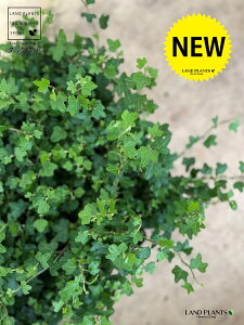 yP[X̔z ACr[i_bNtbgj 3 i28jc|bg  ubN Aq Ђ Ɗ _bN tbg  wf Ld^ ؒӑ   Aؔ rj[|bg A ϗtA c c