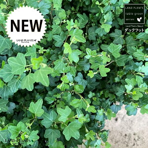 yc؁z ACr[i_bNtbgj 3 c|bg  ubN Aq Ђ Ɗ _bN tbg  wf Ld^ ؒӑ   Aؔ rj[|bg A ϗtA c c ԕc