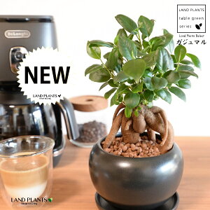 ܂i^Cvj F  픫 ynChEMz ubN K̎ 삪h A  c c  Eh ϗtA KW}