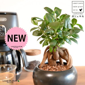 ܂ij F  픫 ynChEMz ubN K̎ 삪h A  c c  Eh ϗtA KW}