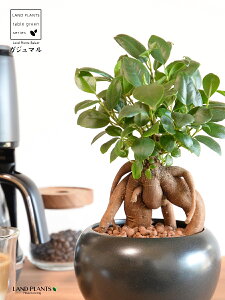 ܂ij F  픫 ynChEMz ubN K̎ 삪h A  c c  Eh ϗtA KW}