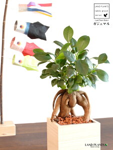 KW}ij e^ VRC ː Jo[  e ܂ }X yZ~XECi[z a a  ߋ ̂ڂ  a ܂̖ KW} K炷 K̎ 