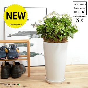 JlmiLiԌFJQcj F X^ g[ 픫 LTCY yRRt@Co[EMz NbX |cPA A   ̂Ȃ t`xjxPC gٌc 