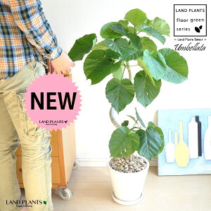 Ex[^i3DJ[uȂjF Eh 픫 LTCY y΁EMz zCg  퐻 A  c c A A  ی` Eh Ȗ͗l ϗt ϗtA ^ Ȃ 