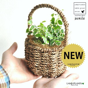 v~ij  t oXPbgZbg yoXPbgECi[ERRt@Co[z tBJX v~ v[~ JS  U  oXPbg  ϗtA ϗt