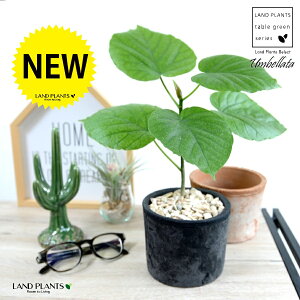 yIׂ锫Fz Ex[^iR`j F or F X|bg V_[^ eRb^ yVRӐ΁z  ubN IW TCY A  c c ϗtA  zCg 