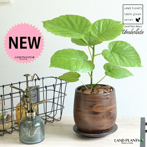 Ex[^iR`j Ebh yCg픫 STCY yo[N`bvEMz ؖڒ Ex[^ tBJX A  ۔  uE F   EH[ibg ϗtA