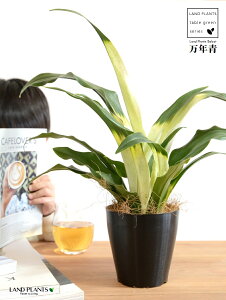 【お試し】 万年青:オモト(あけぼの) 4号 プラスチック鉢 黒色 【ココファイバー】 モダンオモト 有田おもと 縁起物 金運 金運アップ 万年青 おもと スズラン 吉草 長寿草 花壇綱目 曙 ア