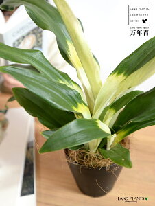 yz NFIgiڂ́j 4 vX`bN F yRRt@Co[z _Ig Lc N ^ ^Abv N  XY g  Ԓdj  A