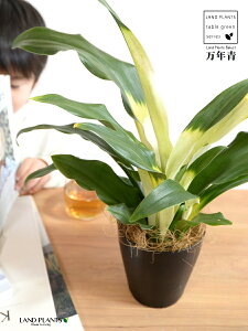 yz NFIgiڂ́j 4 vX`bN F yRRt@Co[z _Ig Lc N ^ ^Abv N  XY g  Ԓdj  A