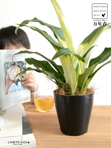 【お試し】 万年青:オモト(あけぼの) 4号 プラスチック鉢 黒色 【ココファイバー】 モダンオモト 有田おもと 縁起物 金運 金運アップ 万年青 おもと スズラン 吉草 長寿草 花壇綱目 曙 ア