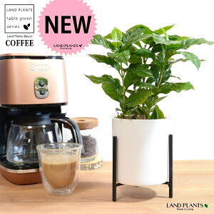 yJo[z R[q[̖ ACAX^ht  픫 F STCY yRRt@Co[EACAX^hz  coffee R[q[mL c c ϗtA A A   