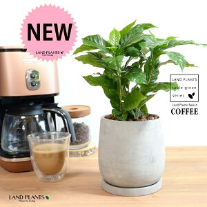 R[q[̖ Zg hbv^ 픫 STCY ynChEMz  coffee R[q[mL c c ϗtA A A   D DF O[ RN[g  ی` Eh 