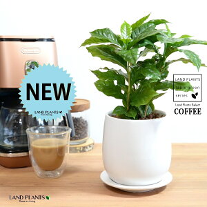 R[q[̖ F hbv^ 픫 STCY ynChEMz  coffee R[q[mL c c ϗtA A A    zCg  ی` Eh {[